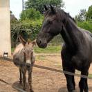 Cheval de Silésie 