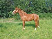 Hongre 3 ans 1m53 SF gros moyens 