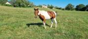 Jeune cheval pie 2ans pp