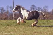 Miss Jones, jument irish cob pie noir