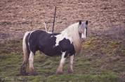 Miss Jones, jument irish cob pie noir