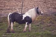 Miss Jones, jument irish cob pie noir