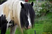 Cassie, jument irish cob pie noir