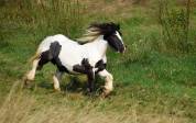 Cassie, jument irish cob pie noir