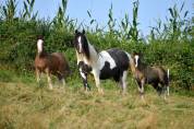 Cassie, jument irish cob pie noir