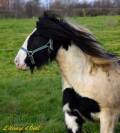 Cassie, jument irish cob pie noir