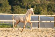 Poulain poney palomino