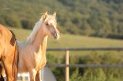 Poulain poney palomino