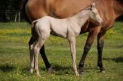 Pouliche Akhal Teke OLESYA IZLAYON