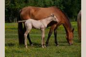 Pouliche Akhal Teke OLESYA IZLAYON