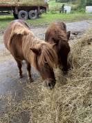 Oskar poney alezan shetland X appaloosa