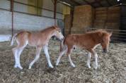 Oskar poney alezan shetland X appaloosa