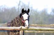 Magnifique poulinière dressage 