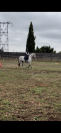 Cheval dressage PRE • 5 ans