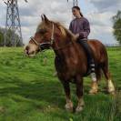 Ulysse, cheval de trait breton à vendre 