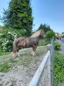 Ulysse, cheval de trait breton à vendre 