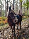 Ulysse, cheval de trait breton à vendre 