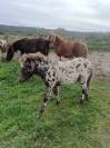 3 Poulains Shetland