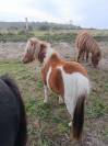 3 Poulains Shetland