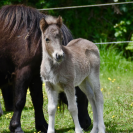 Poulain Shetland PP black silver