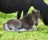 Poulain Shetland PP black silver