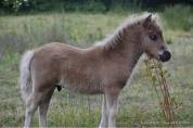 Poulain Shetland PP black silver