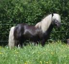 Poulain Shetland PP black silver