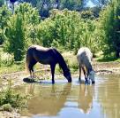 Ecurie de Propriétaires - Pension chevaux 