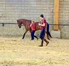 Ecurie de Propriétaires - Pension chevaux 