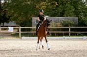 Partenaire de Dressage - 9 ans - PRE 