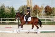 Partenaire de Dressage - 8 ans - PRE 