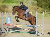 Poney de 5ans 