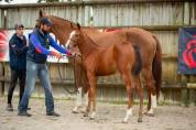 Foal (Femelle) par Chacco Rouge