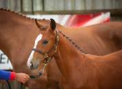 Foal (Femelle) par Chacco Rouge