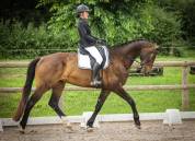 Hongre KWPN 6 ans dressage 