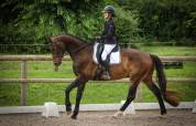 Hongre KWPN 6 ans dressage 