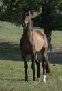 Hongre KWPN 6 ans dressage 