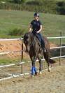 Hongre KWPN 6 ans dressage 