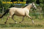 Magnifique poulain 2023 PP Pure race espagnol 