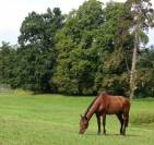 Loue pâtures à Soissons pour 200€/cheval/mois