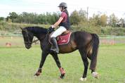 PFS 3ans 148cm CSO CCE dressage Attelage