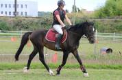 PFS 3ans 148cm CSO CCE dressage Attelage