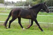 PFS 3ans 148cm CSO CCE dressage Attelage