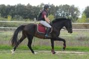 PFS 3ans 148cm CSO CCE dressage Attelage