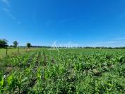 Nord de Tarbes - 17 ha et Bâtiments agricoles