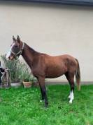 A VENDRE CHEVAL HONGRE DE 3 ANS