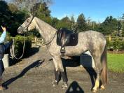 Jument dressage 4 ans