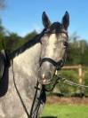 Jument dressage 4 ans