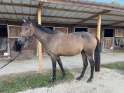 Cheval TF de 4 ans 