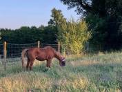 Pension pour chevaux 